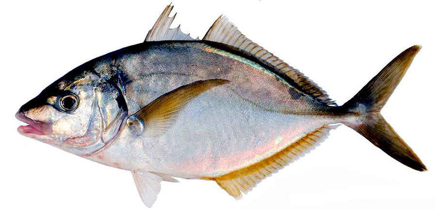 Pseudocaranx dentex_010